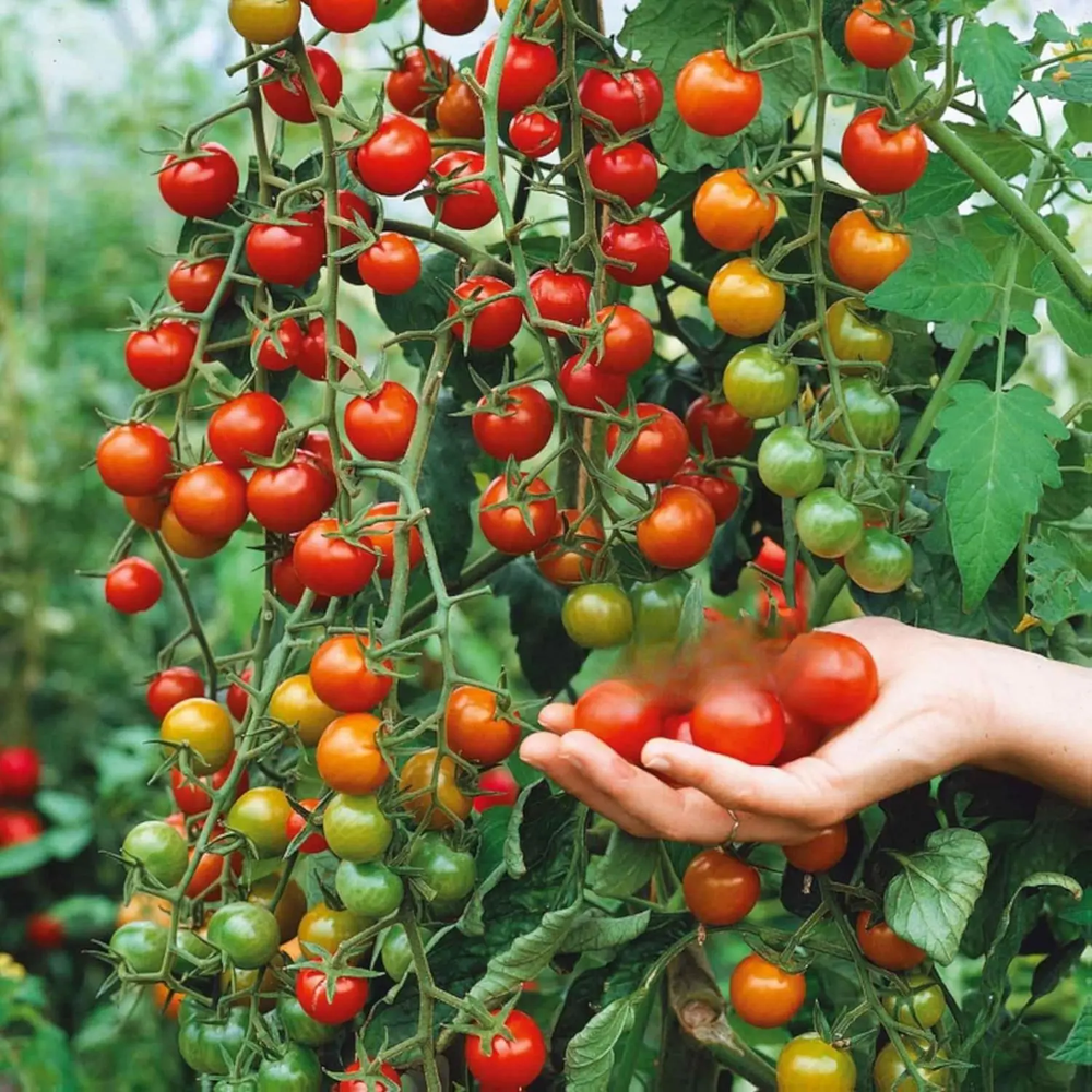 200 Premium Waterfall Tomato Seeds - High-Yield Cascading Heirloom Variety