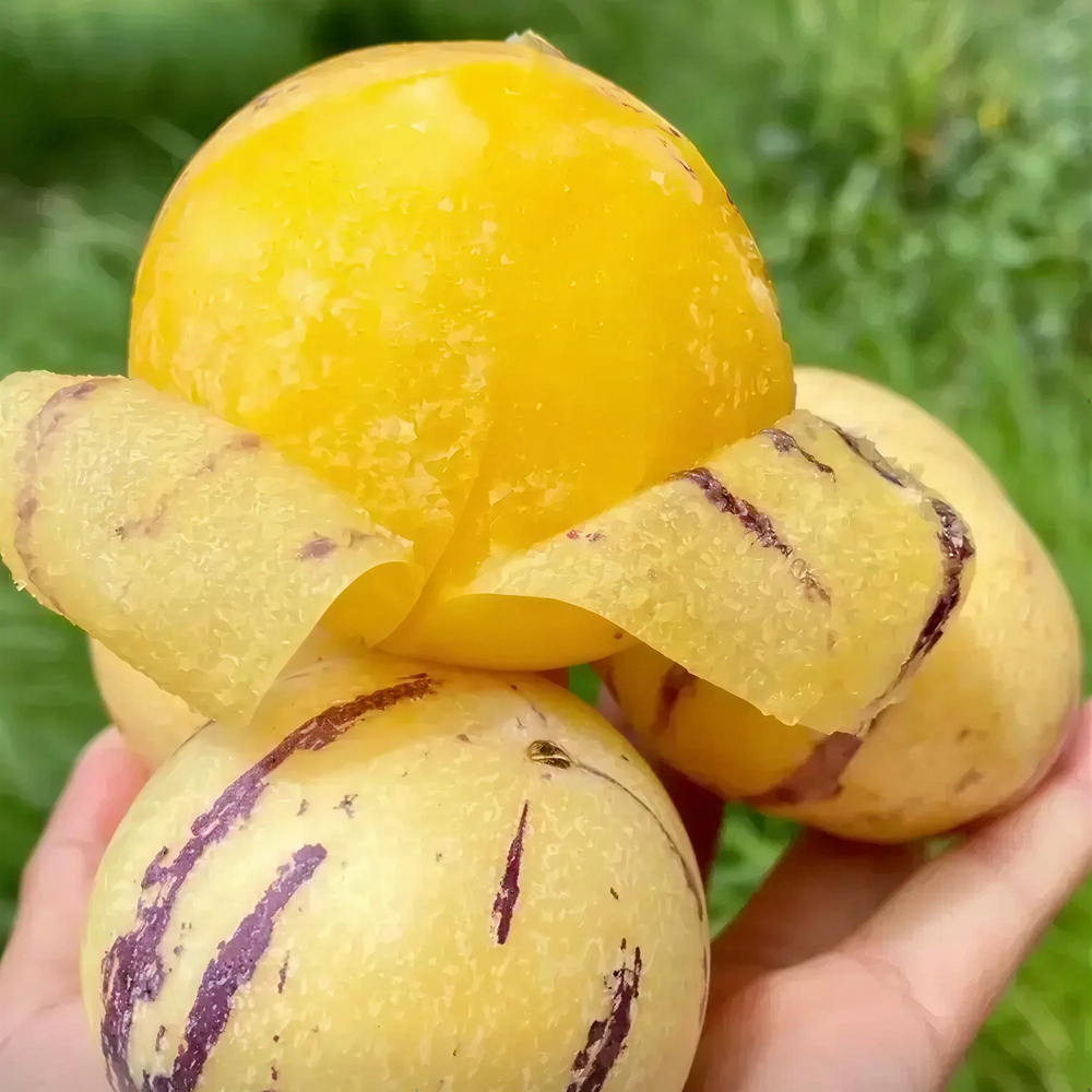 Premium Sweet Pepino Melon Seeds - Rare Exotic Fruit Variety