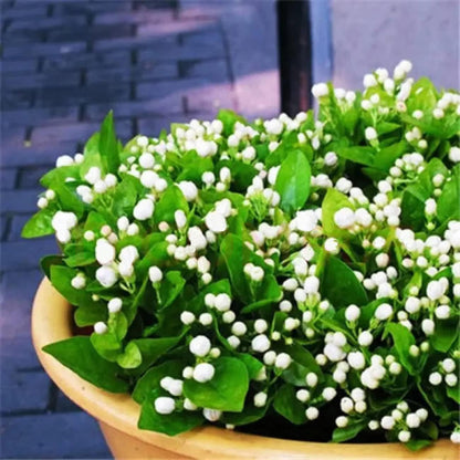 100+ pcs Premium White Jasmine Seeds - Highly Fragrant Perennial Climbing Flower