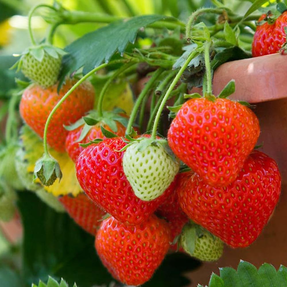 5000+Premium Cream Strawberry Seeds - Extra Large & Juicy Fruit Formula