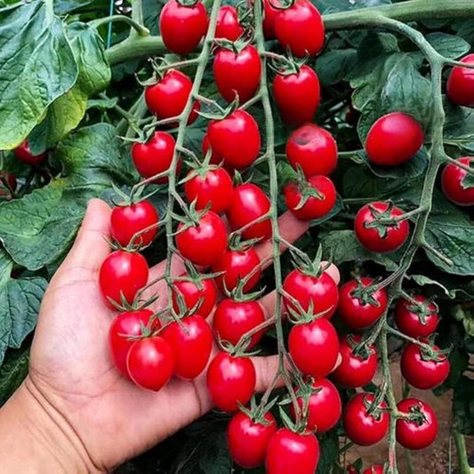 200 Premium Waterfall Tomato Seeds - High-Yield Cascading Heirloom Variety