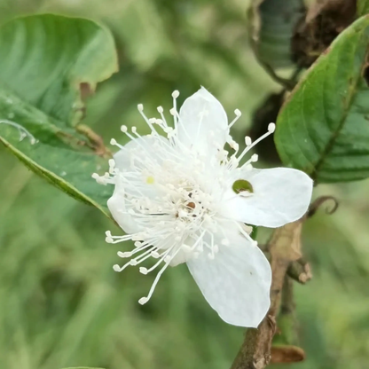200+ Premium Red Guava Seeds - Sweet Exotic Tropical Fruit Variety