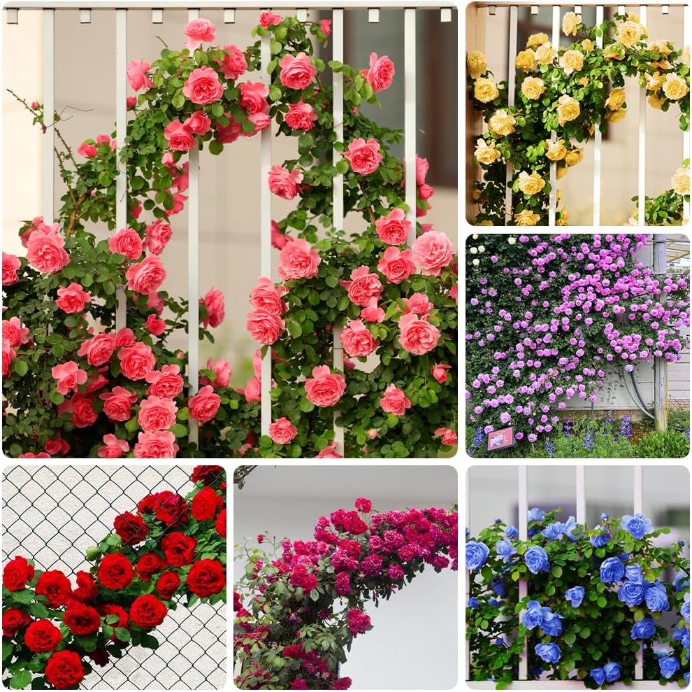 300 Mix Everblooming Climbing Rose Seeds - High-Germination Vertical Garden Mix