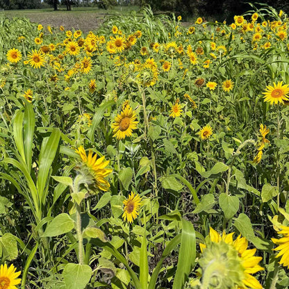 Premium Mammoth Sunflower Seeds - High-Germination Open-Pollinated Mix