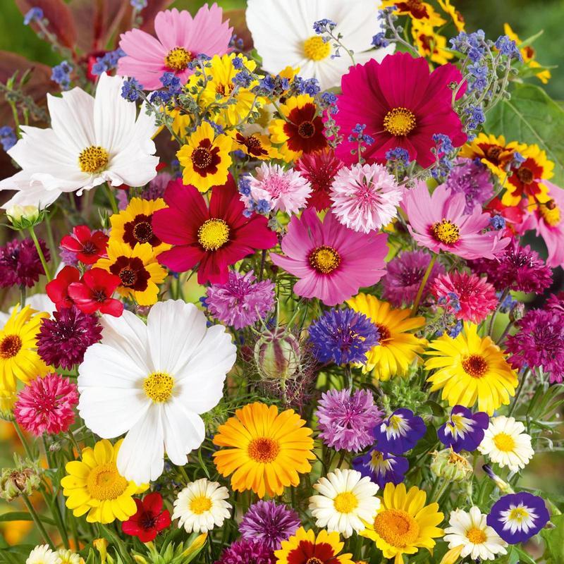 24 Perennial Wildflower Seeds Mix - Premium Non-GMO Pollinator Blend