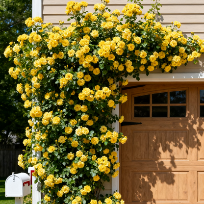 300 Mix Everblooming Climbing Rose Seeds - High-Germination Vertical Garden Mix