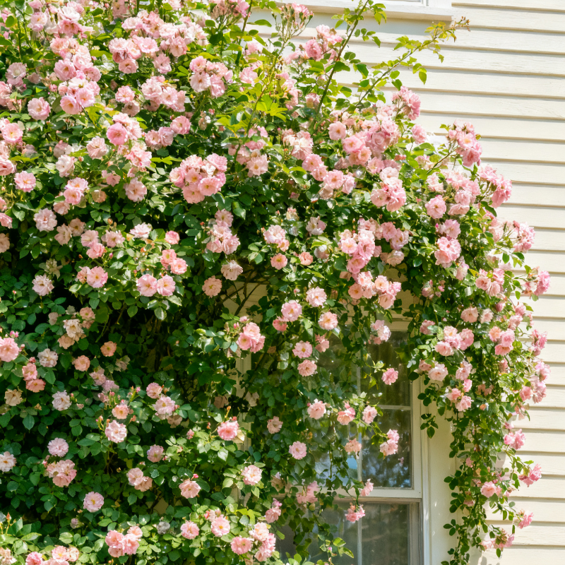 300 Mix Everblooming Climbing Rose Seeds - High-Germination Vertical Garden Mix