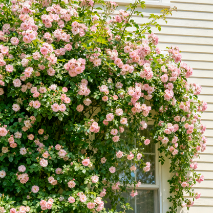300 Mix Everblooming Climbing Rose Seeds - High-Germination Vertical Garden Mix