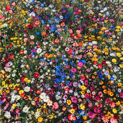 24 Perennial Wildflower Seeds Mix - Premium Non-GMO Pollinator Blend