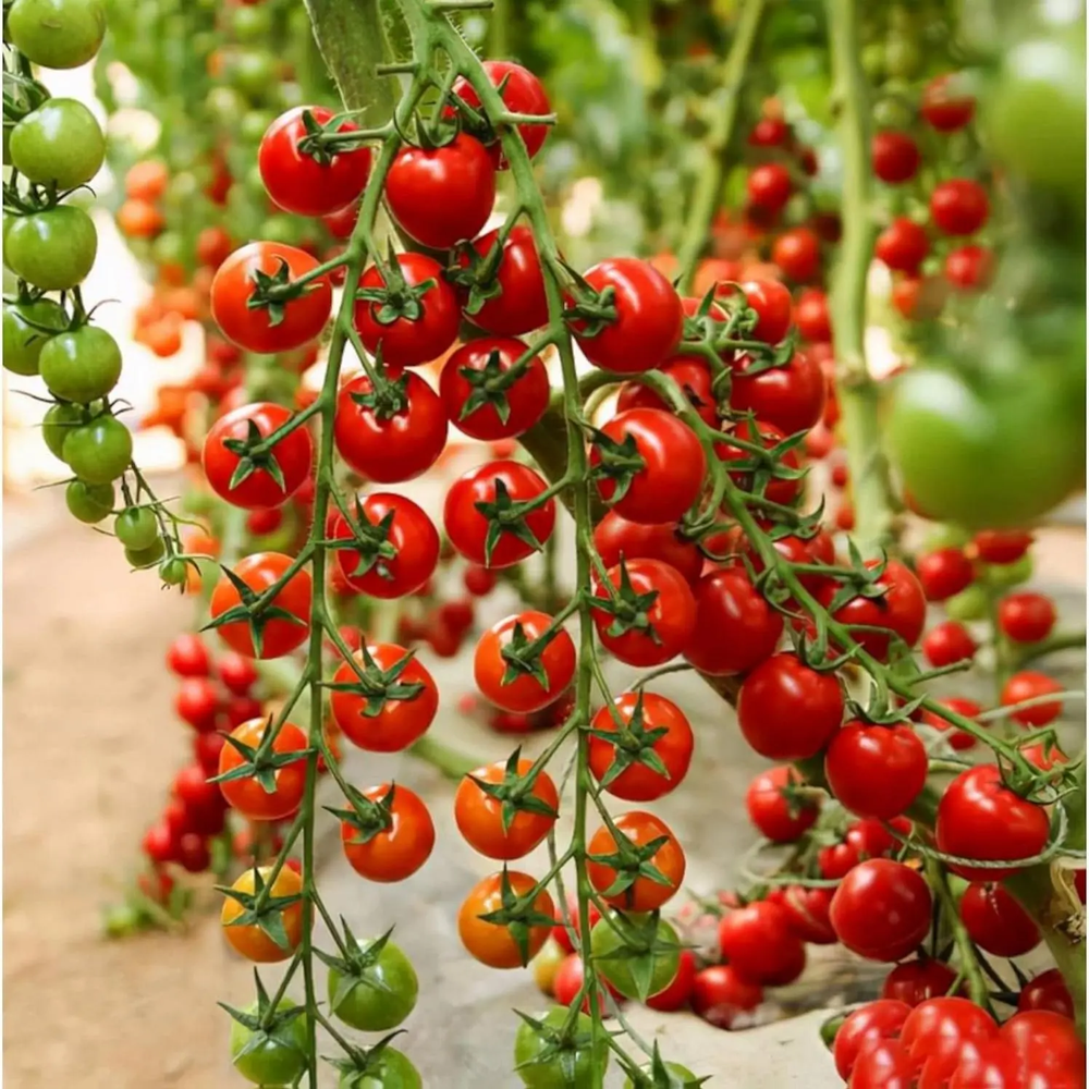 200 Premium Waterfall Tomato Seeds - High-Yield Cascading Heirloom Variety