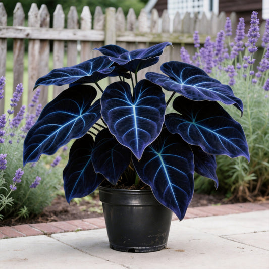 Rare Midnight Black-Purple Hosta Seeds - Premium Ornamental Perennial 200pcs