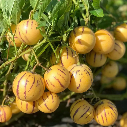 Premium Sweet Pepino Melon Seeds - Rare Exotic Fruit Variety