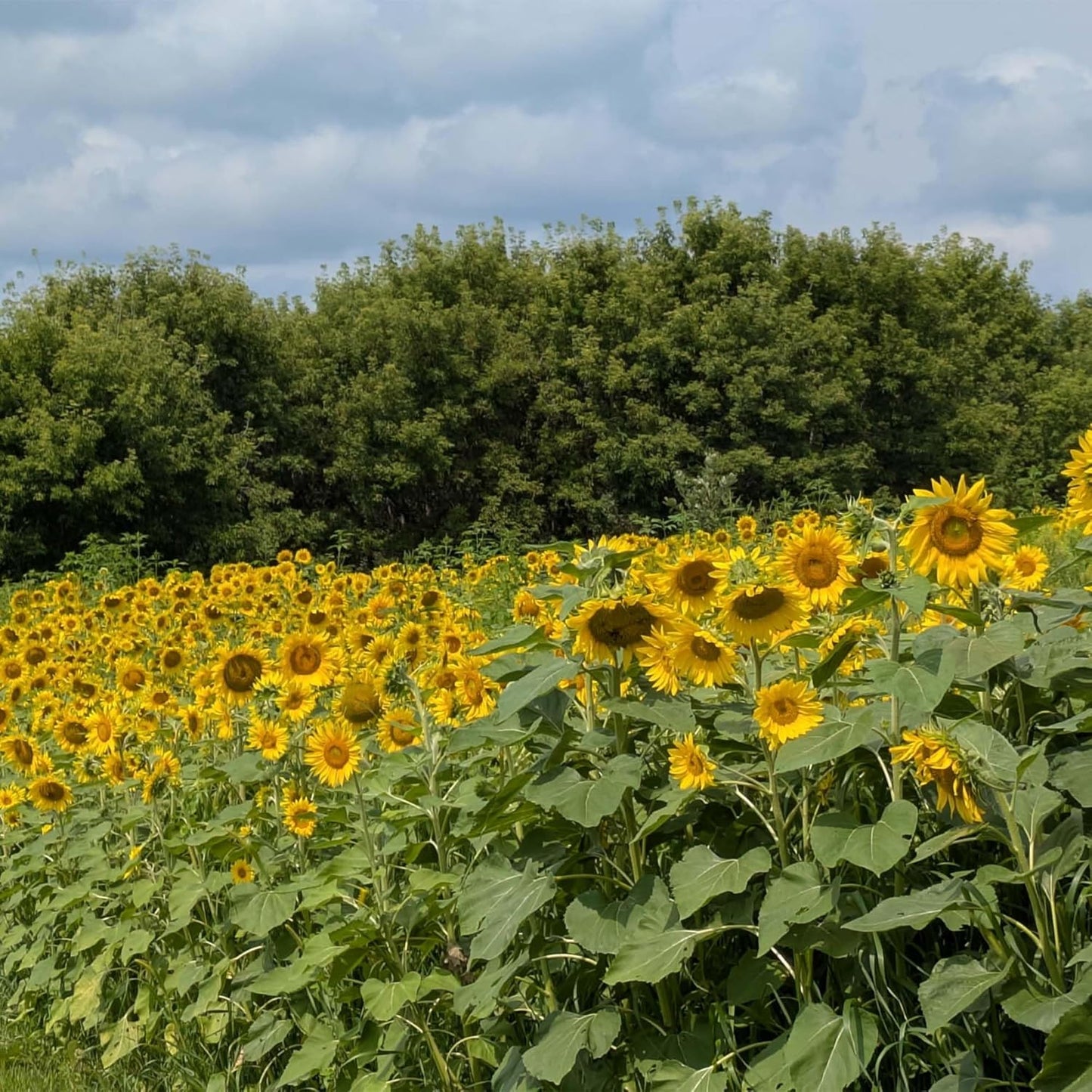 Premium Mammoth Sunflower Seeds - High-Germination Open-Pollinated Mix