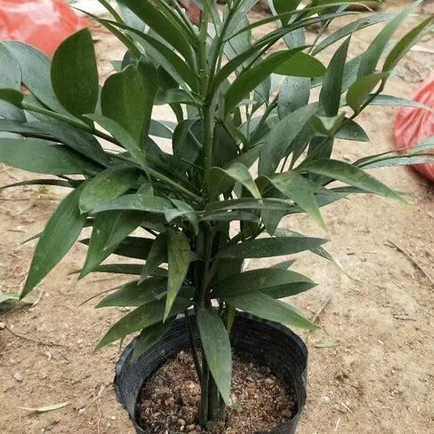 Premium Lucky Bamboo Seeds - Feng Shui Friendly Indoor Houseplant