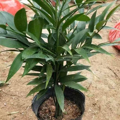 Premium Lucky Bamboo Seeds - Feng Shui Friendly Indoor Houseplant
