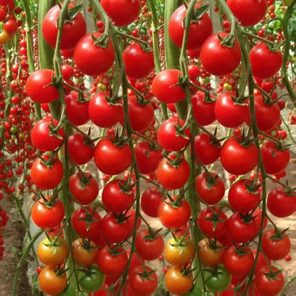 200 Premium Waterfall Tomato Seeds - High-Yield Cascading Heirloom Variety