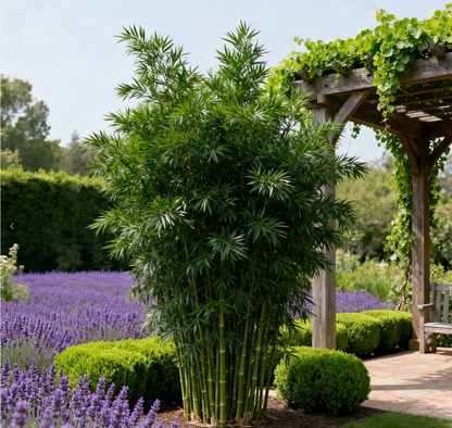 Premium Lucky Bamboo Seeds - Feng Shui Friendly Indoor Houseplant