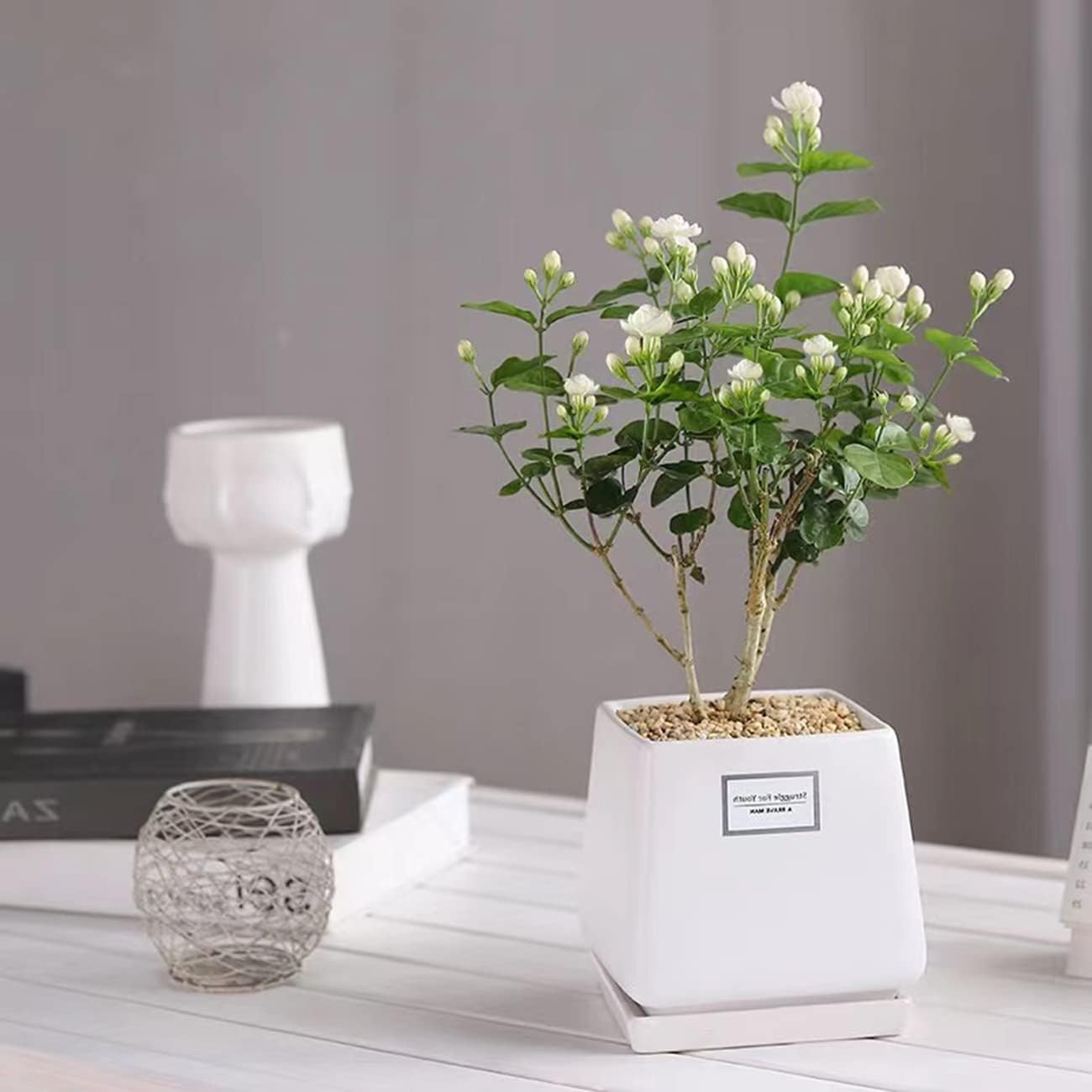 100+ pcs Premium White Jasmine Seeds - Highly Fragrant Perennial Climbing Flower