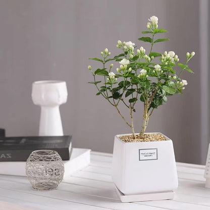 100+ pcs Premium White Jasmine Seeds - Highly Fragrant Perennial Climbing Flower