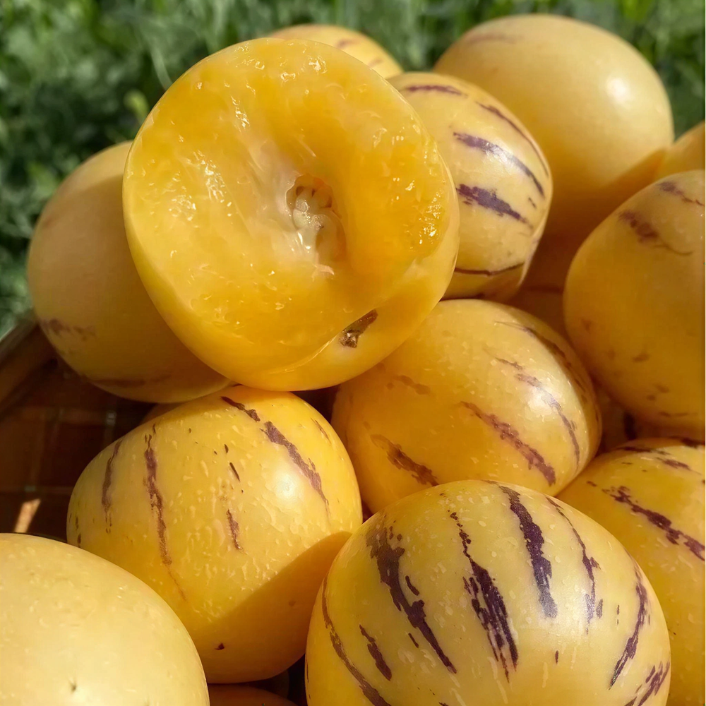 Premium Sweet Pepino Melon Seeds - Rare Exotic Fruit Variety