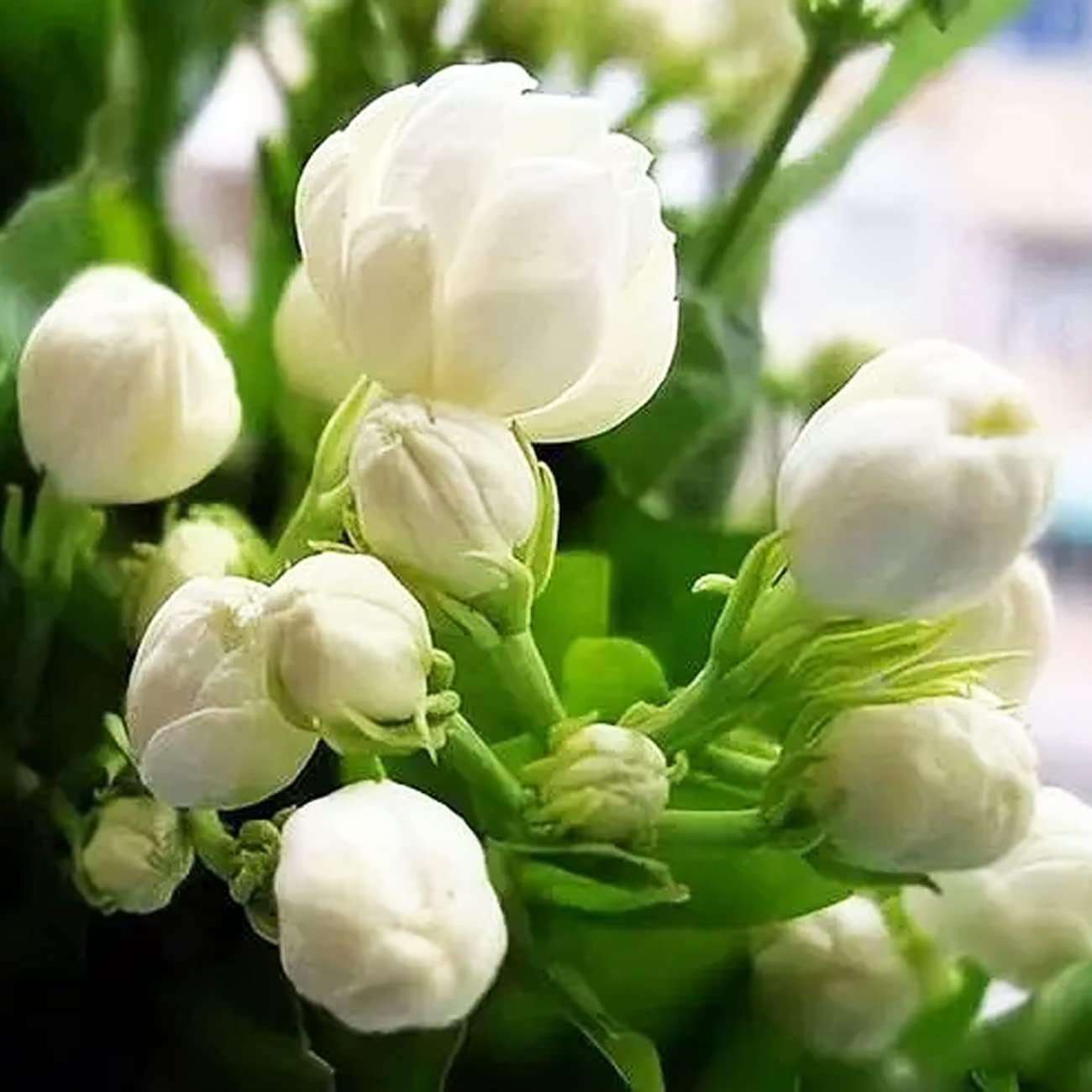 100+ pcs Premium White Jasmine Seeds - Highly Fragrant Perennial Climbing Flower