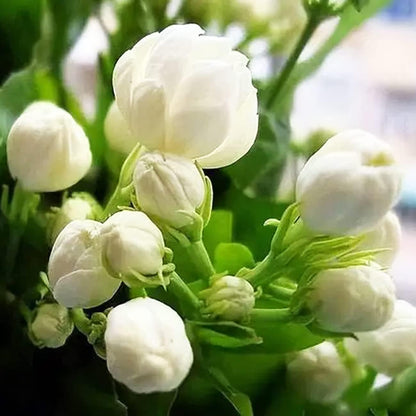100+ pcs Premium White Jasmine Seeds - Highly Fragrant Perennial Climbing Flower