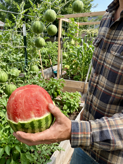 Premium Mini Watermelon Seeds - Extra Sweet Icebox Variety