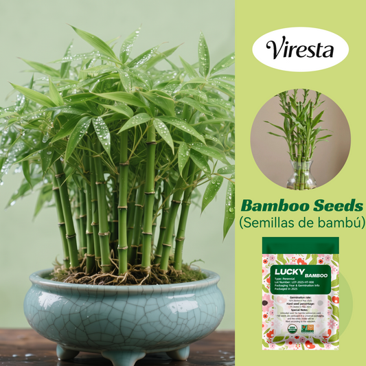 Premium Lucky Bamboo Seeds - Feng Shui Friendly Indoor Houseplant