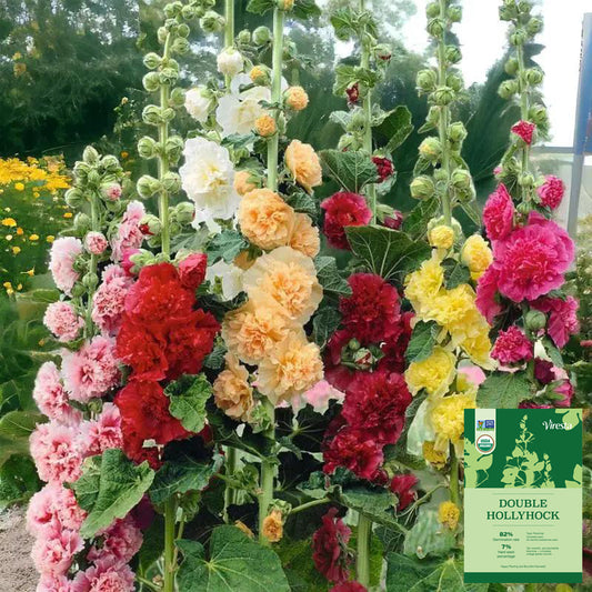 500pcs Premium Double Hollyhock Seeds - Radiant Rose Multi-Color Mix