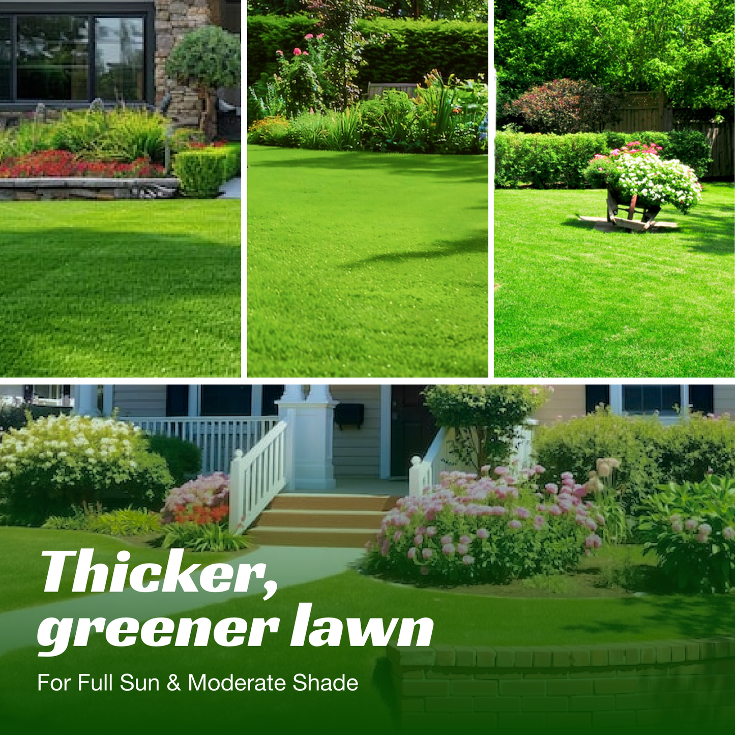 Premium Sun & Shade Lawn Grass Seed - High Germination Precision Mix