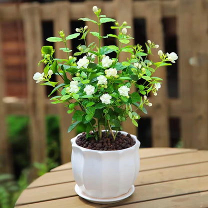 100+ pcs Premium White Jasmine Seeds - Highly Fragrant Perennial Climbing Flower