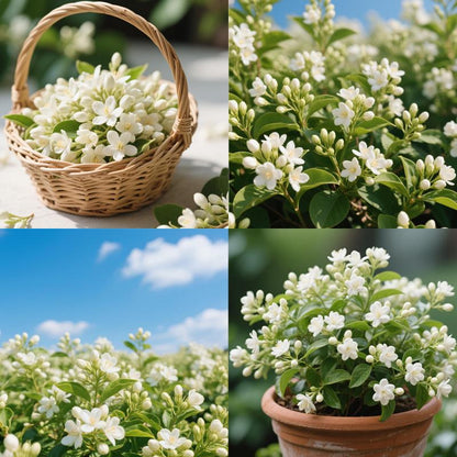 100+ pcs Premium White Jasmine Seeds - Highly Fragrant Perennial Climbing Flower
