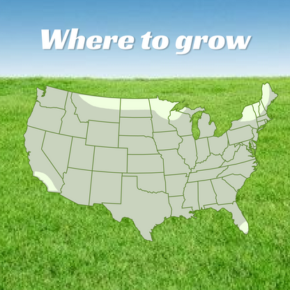 Premium Sun & Shade Lawn Grass Seed - High Germination Precision Mix