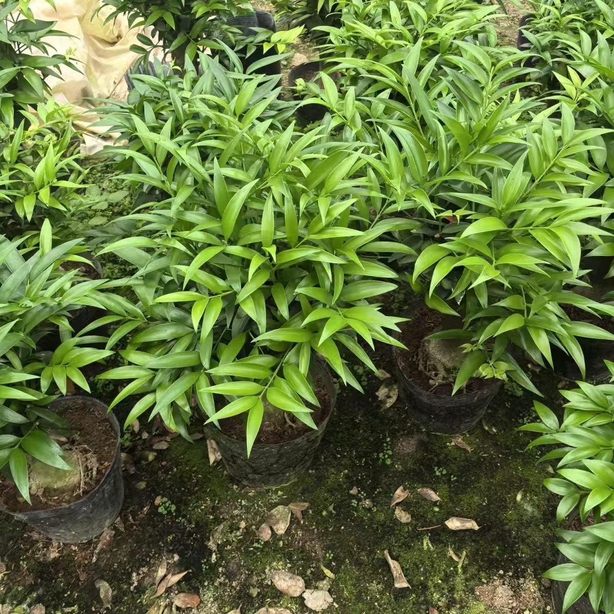 Premium Lucky Bamboo Seeds - Feng Shui Friendly Indoor Houseplant