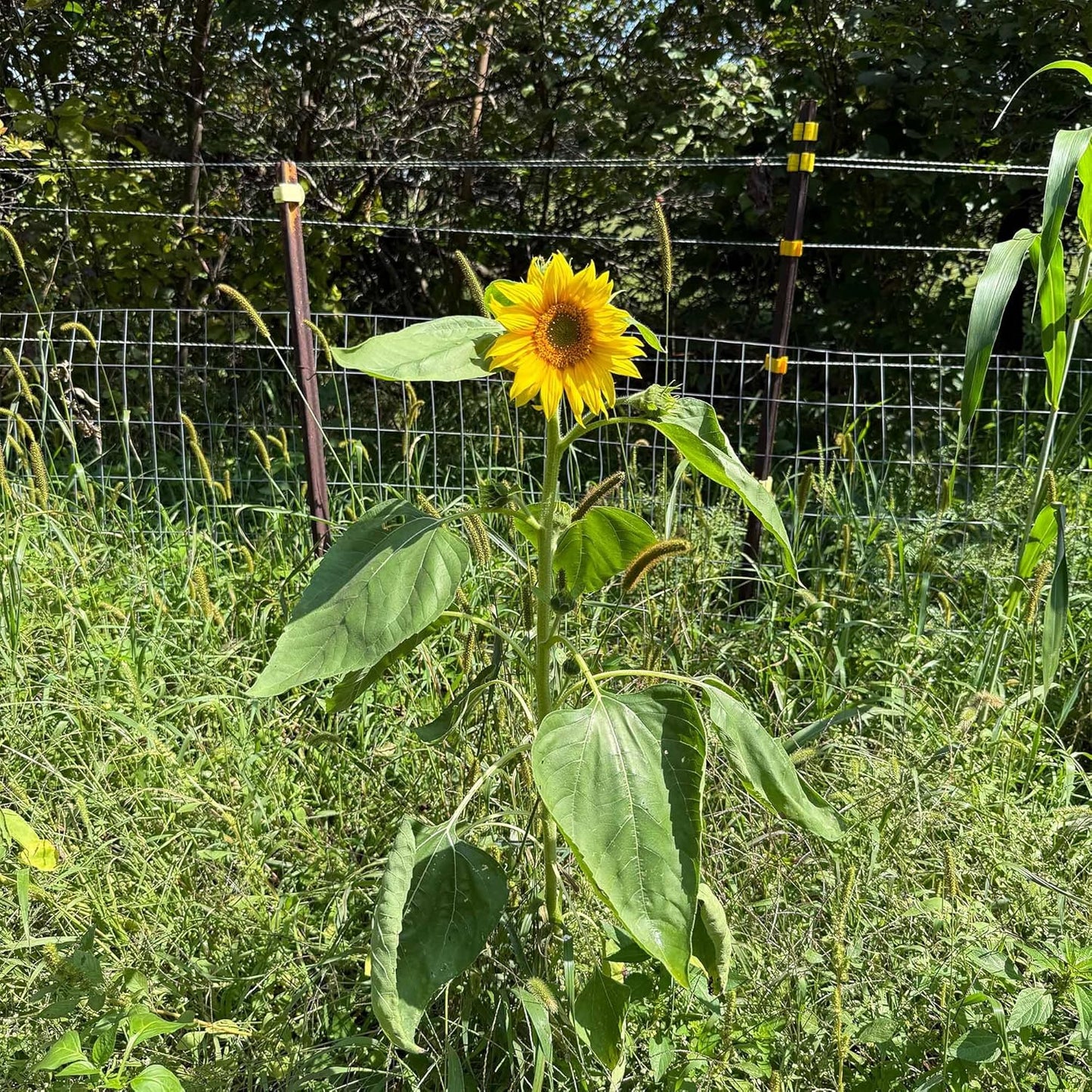 Premium Mammoth Sunflower Seeds - High-Germination Open-Pollinated Mix